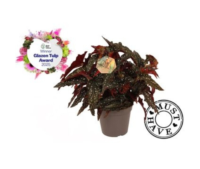BEGONIA MACULATA BLACK FOREST
