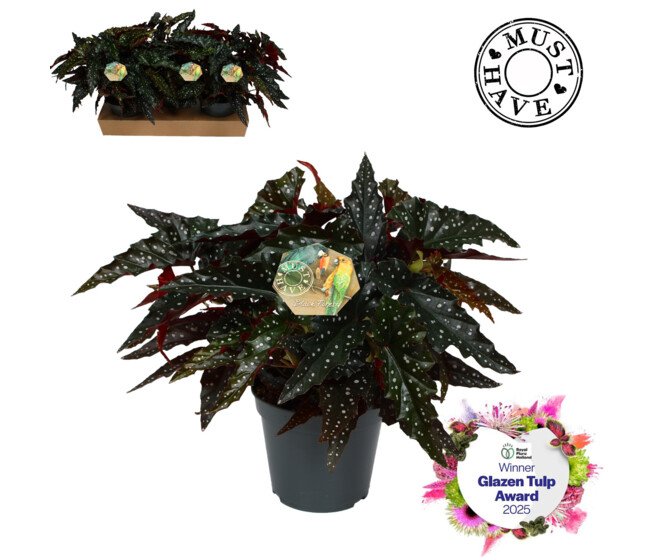BEGONIA MACULATA BLACK FOREST