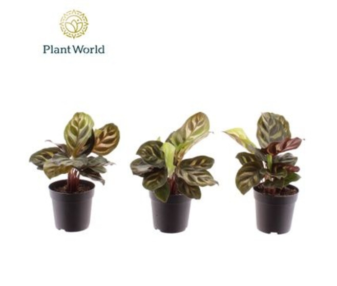 CALATHEA MAKOYANA