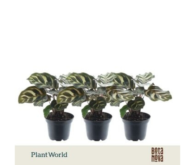 CALATHEA MAKOYANA