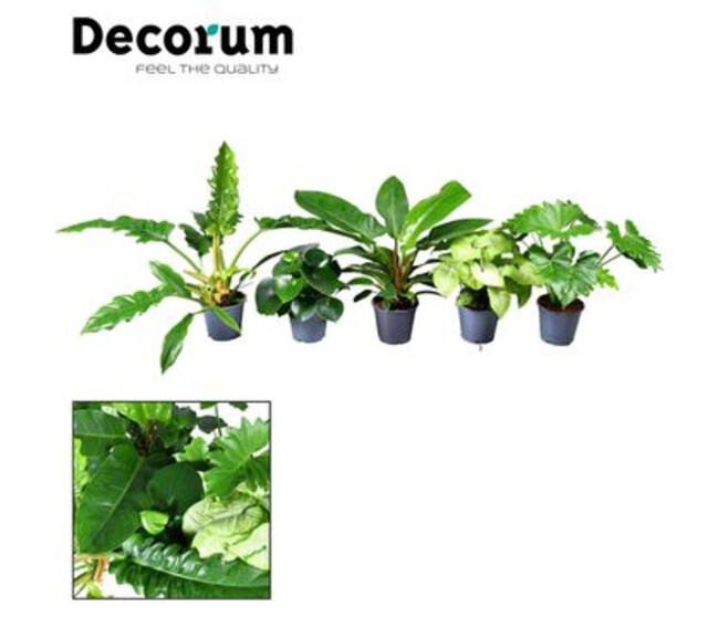 PLANTE VERTE VARIEE