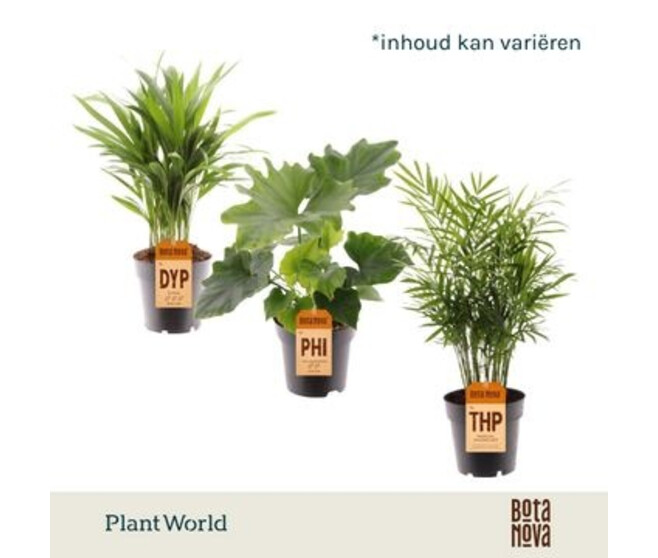 PLANTE VERTE VARIEE
