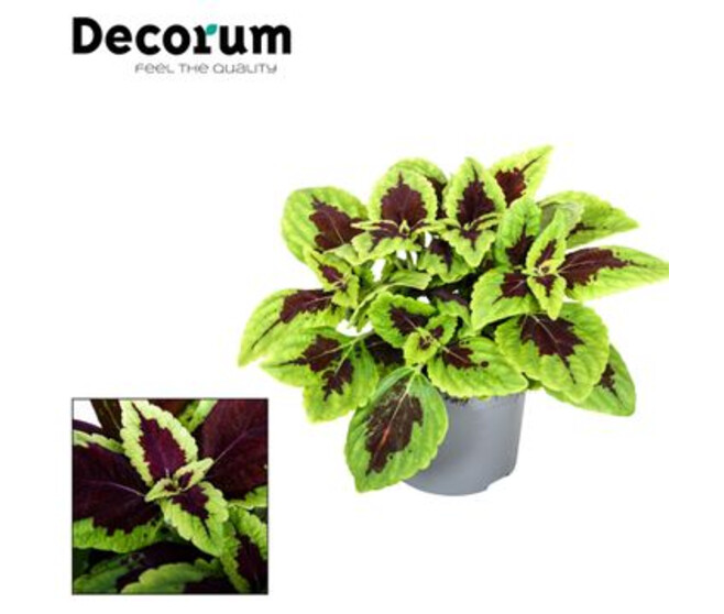 COLEUS ALLIGATOR