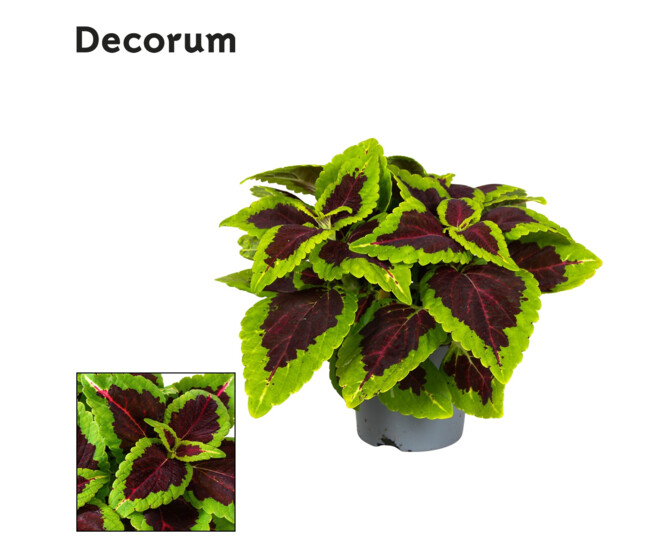 COLEUS ALLIGATOR
