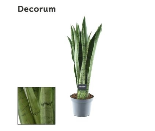 SANSEVIERIA TRIFASCIATA