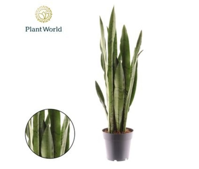 SANSEVIERIA TRIFASCIATA