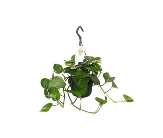 SCINDAPSUS PANACHE SUSP