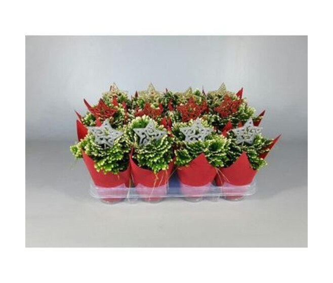 SELAGINELLE JORRY DECO NOEL