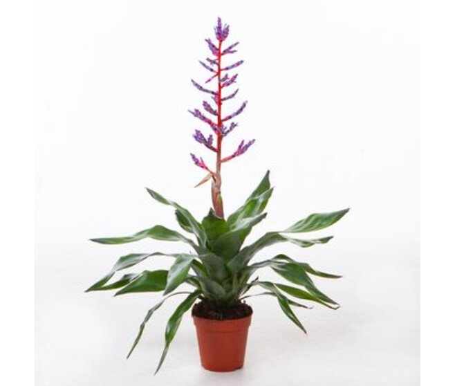 BILBERGIA BLUE RAIN