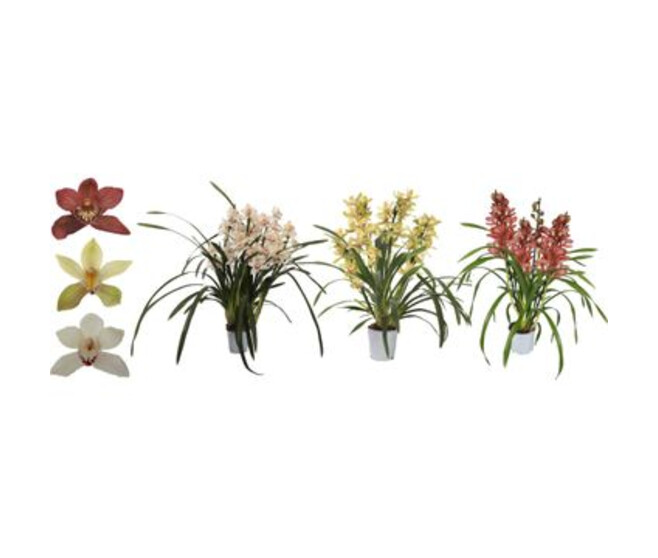 CYMBIDIUM 5BR VARIE