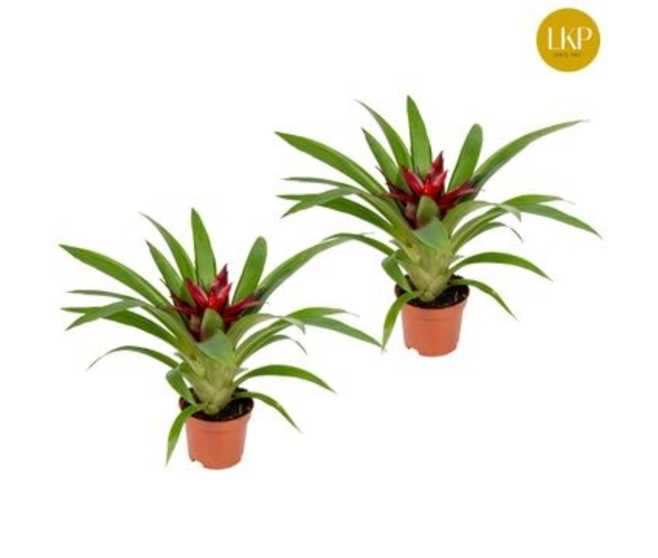 GUZMANIA SKY ROUGE
