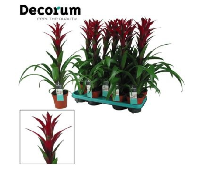 GUZMANIA SWITCH MAUVE