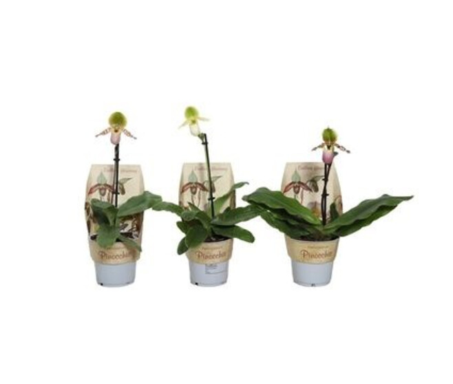 PAPHIOPEDILUM 1BR VARIE