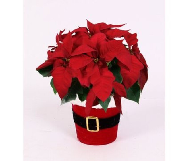 POINSETTIA 4/5BR ROUGE P DECO