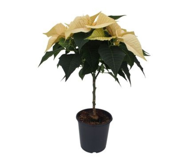 POINSETTIA BLANC TIGE