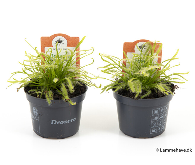 DROSERA CAPENSIS