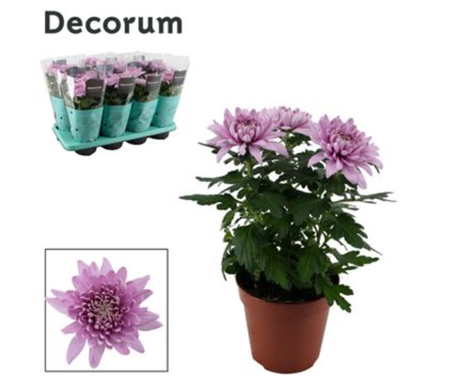 DENDRANTHEMA SUPERNOVA PINK 3PP