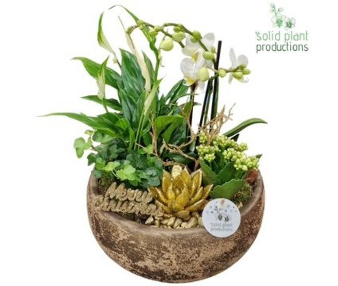 COMPO 5 PLANTES COUPE