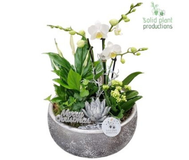 COMPO 5 PLANTES COUPE