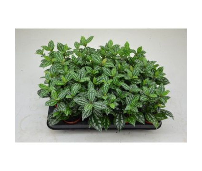 PILEA CADIEREI