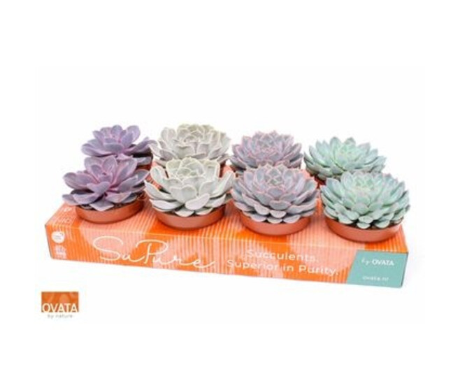 ECHEVERIA VARIE