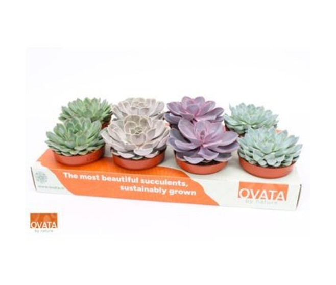 ECHEVERIA VARIE