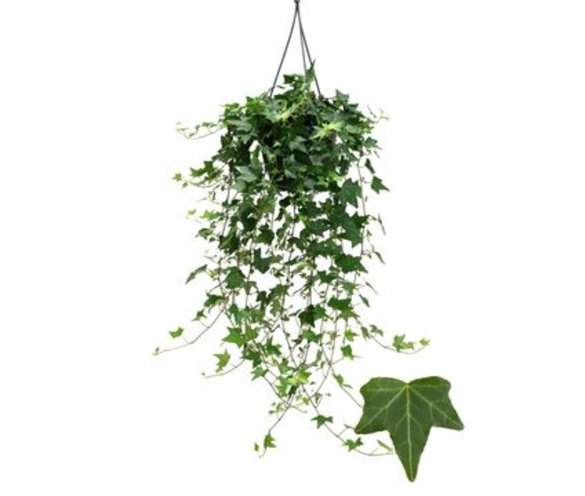 HEDERA PITTSBURGH SUSP