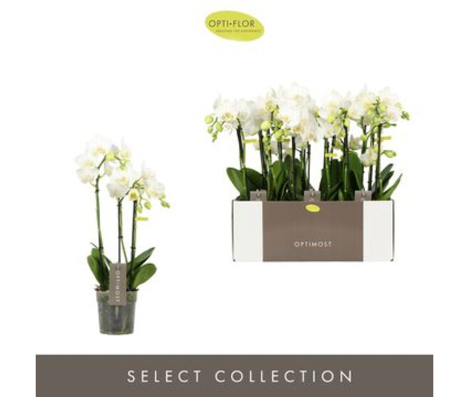 PHALAENOPSIS 3BR BLANC