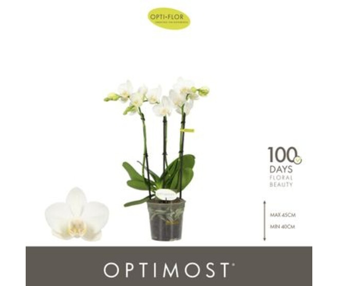 PHALAENOPSIS 3BR BLANC