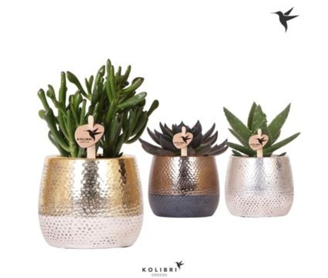 SUCCULENTE VARIEE CERAM