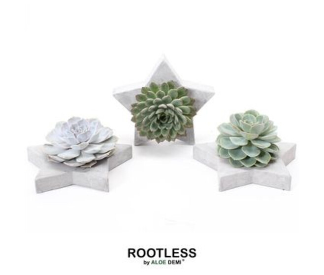 ECHEVERIA COUPE ETOILE