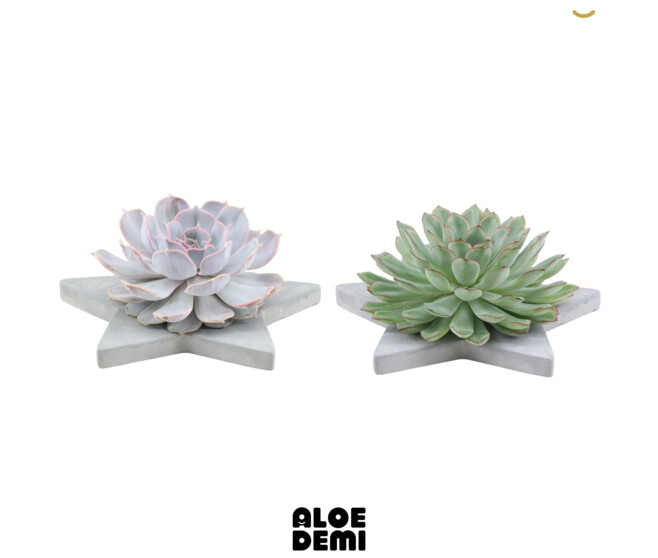 ECHEVERIA COUPE ETOILE