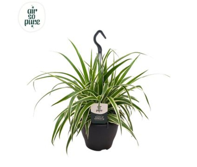 CHLOROPHYTUM VITTATUM SUSP