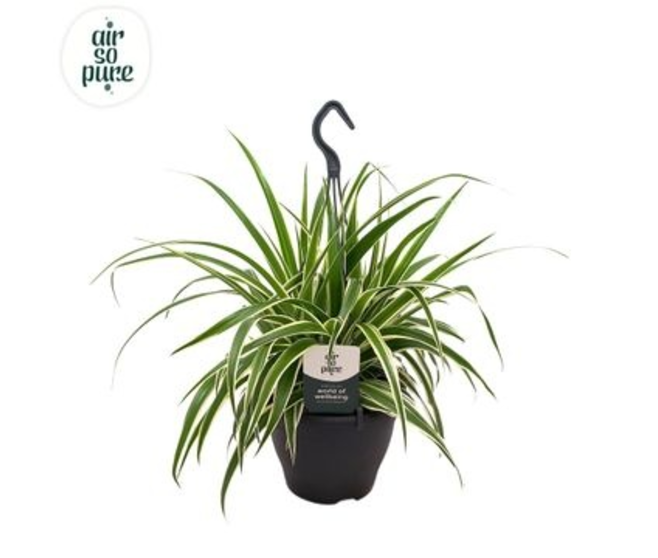 CHLOROPHYTUM VITTATUM SUSP