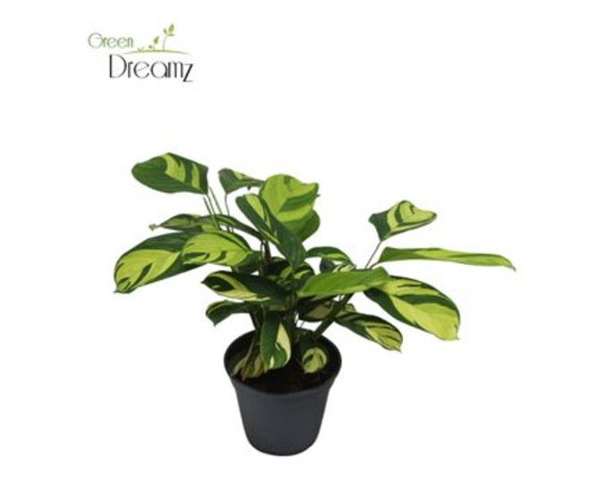 CTENANTHE GOLDEN MOSAIC