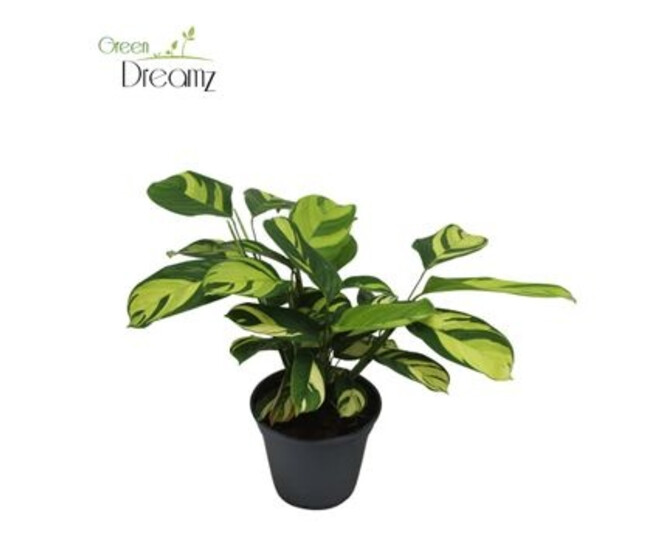 CTENANTHE GOLDEN MOSAIC