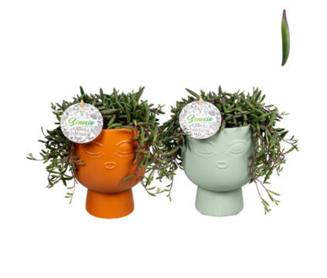 SENECIO HERREIANUS CERAM