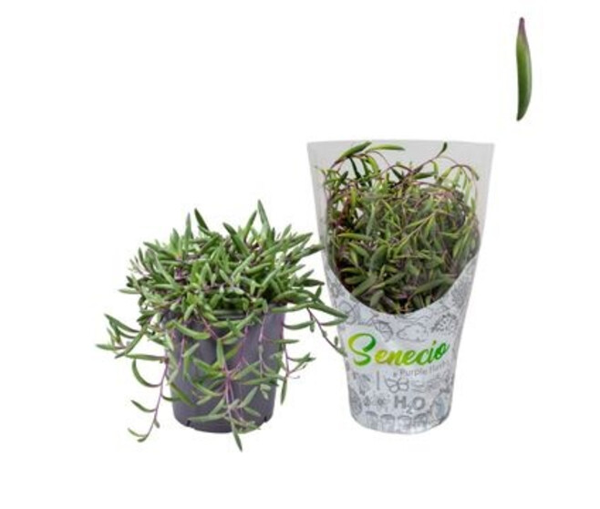 SENECIO HERREIANUS PURPLE FLUSH