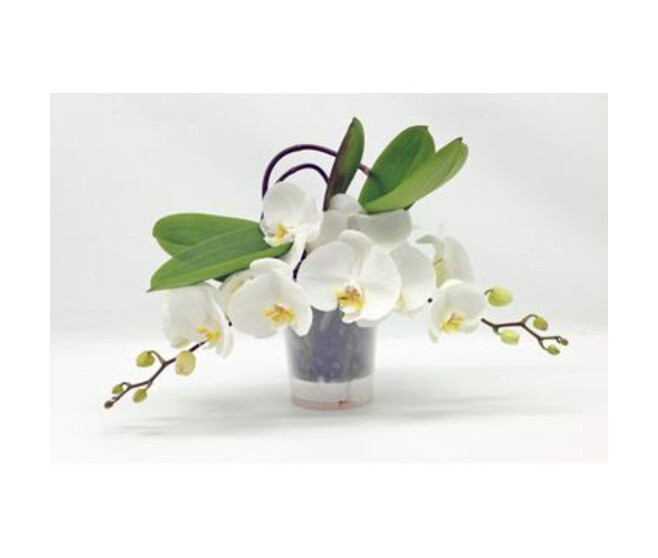 PHALAENOPSIS 2BR BLANC