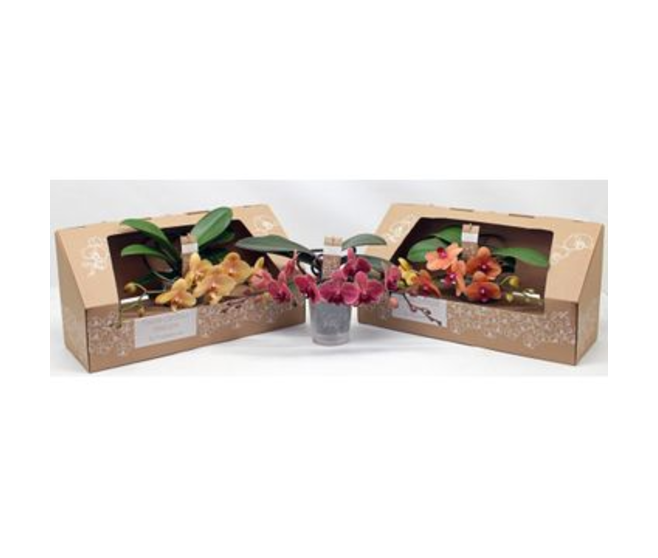 PHALAENOPSIS 2BR ORANGE CARTON
