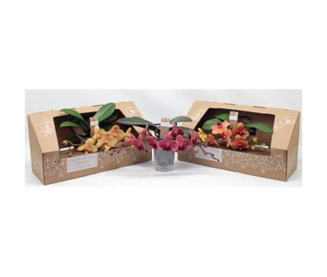 PHALAENOPSIS 2BR ORANGE CARTON