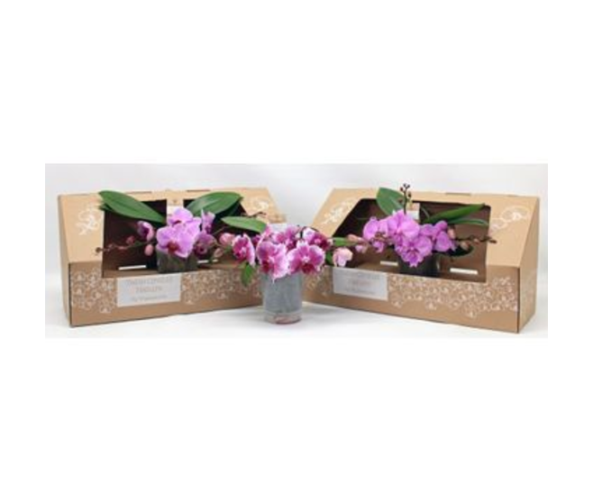PHALAENOPSIS 2BR ROSE CARTON