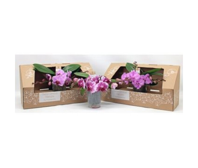 PHALAENOPSIS 2BR ROSE CARTON