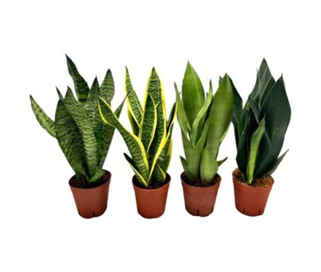 SANSEVIERIA VARIE