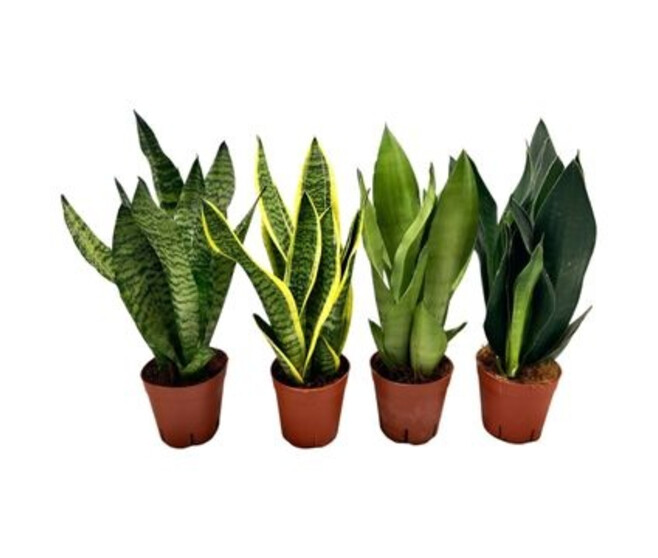 SANSEVIERIA VARIE