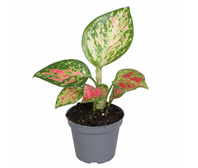 AGLAONEMA RED ZIRKON