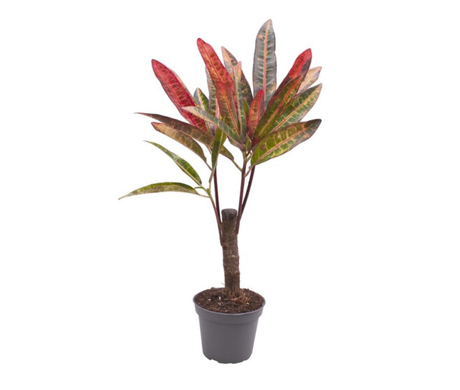 CROTON EXCURRENS