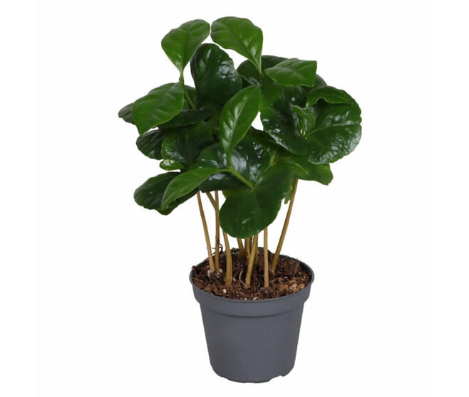 COFFEA ARABICA