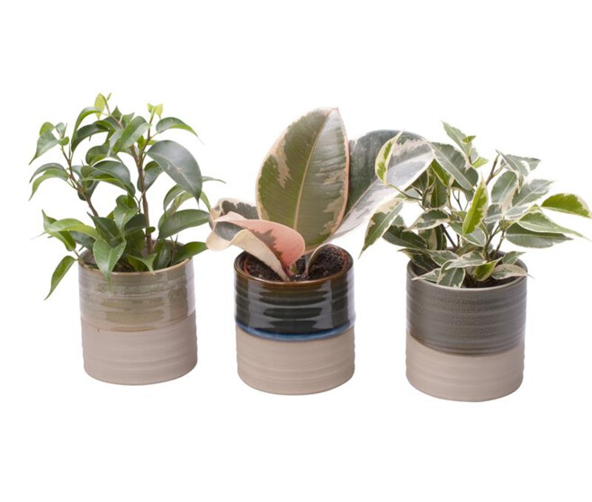 FICUS CERAM