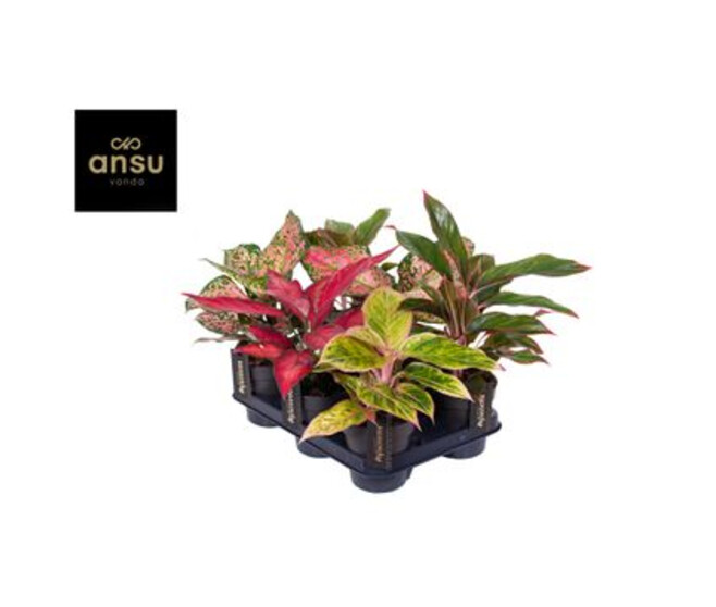 AGLAONEMA VARIE